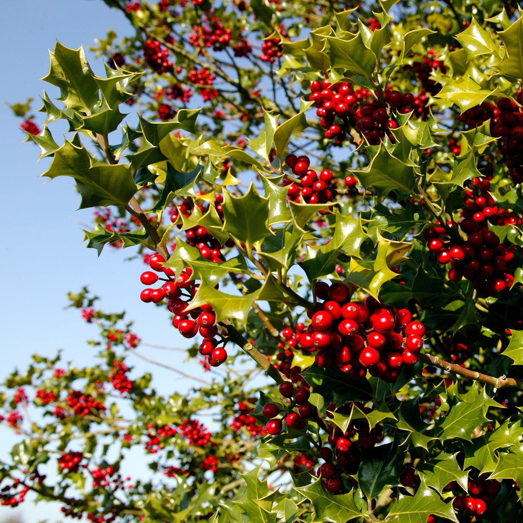 Holly Ilex Aquifolium Cape Garden Online holly-ilex-aquifolium-cape-garden-online