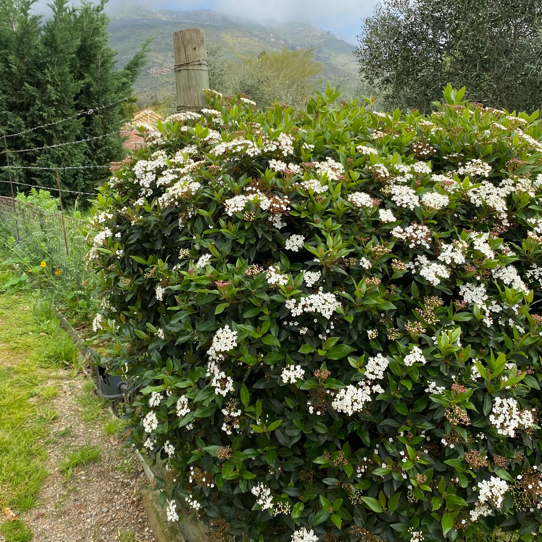 Compactum Tree Viburnum Tinus Compactum| Compact Evergreen Shrub – Cape Garden Online