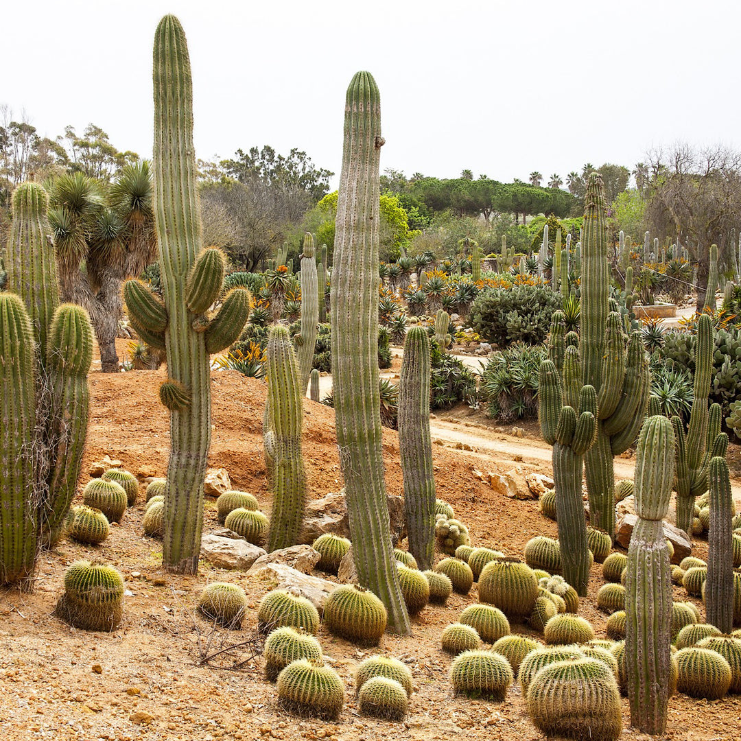 Golden Barrel Cactus Cape Town | Echinocactus Grusonii