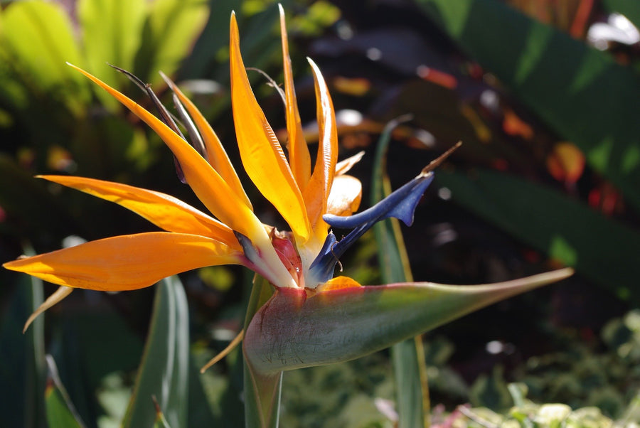 Bird of Paradise