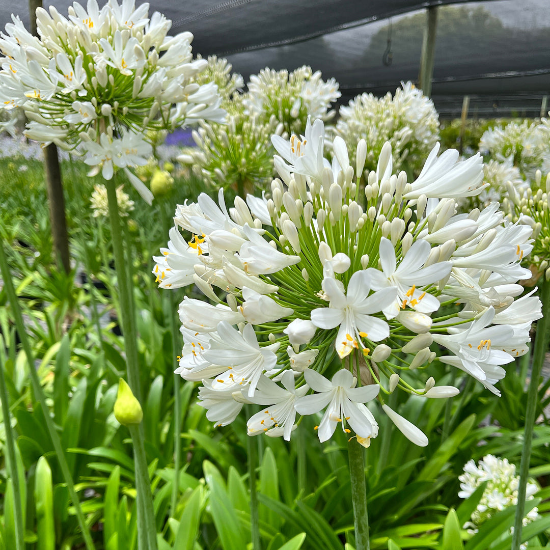 White Agapanthus Great White Cape Town | Indigenous Water-Wise