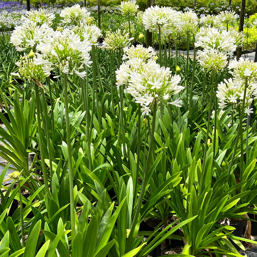 White Agapanthus Great White Cape Town | Indigenous Water-Wise