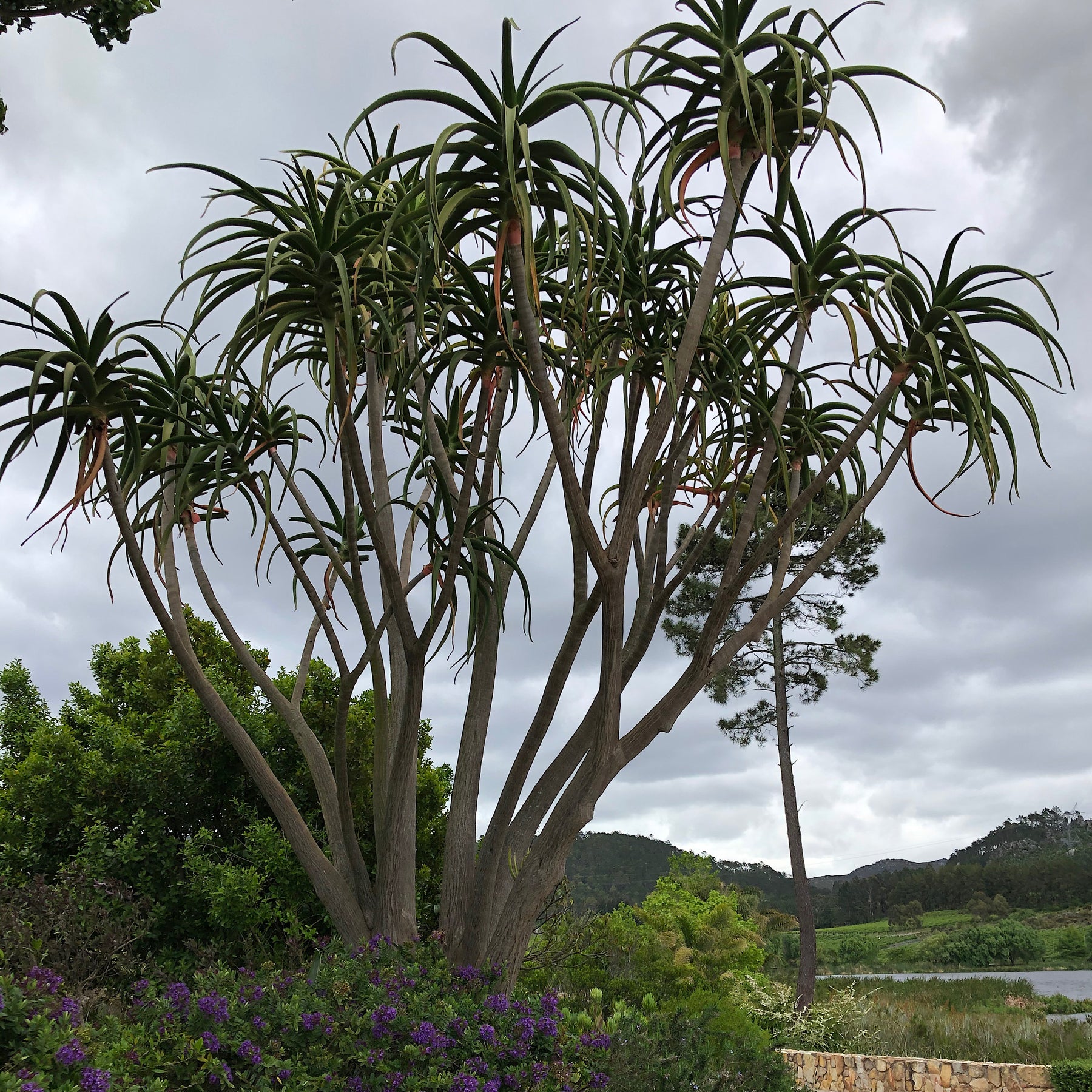 Tree Aloe Shop types of Aloe Plants in Cape Town, Western Cape – Cape Garden Online
