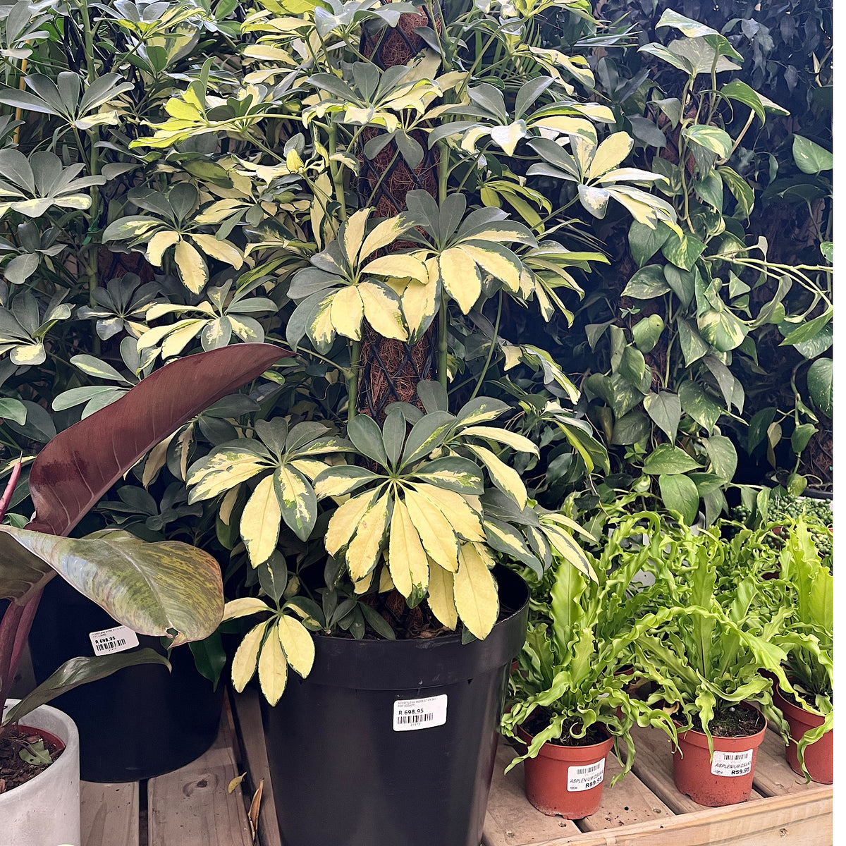 Umbrella Tree | Schefflera Arboricola 'Variegata' – Cape Garden Online