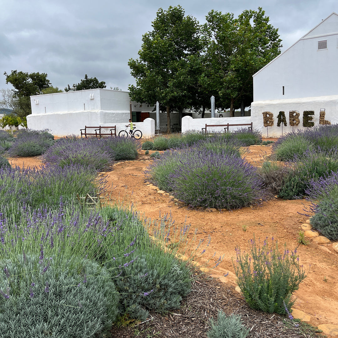 lavender plants south africa Buy Lavender Margaret Roberts