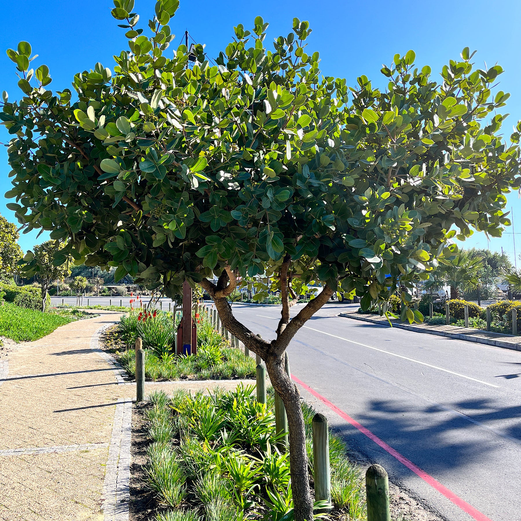 Java Waterberry Water Berry - Fast-Growing Indigenous Tree | Cape Garden – Cape Garden ...