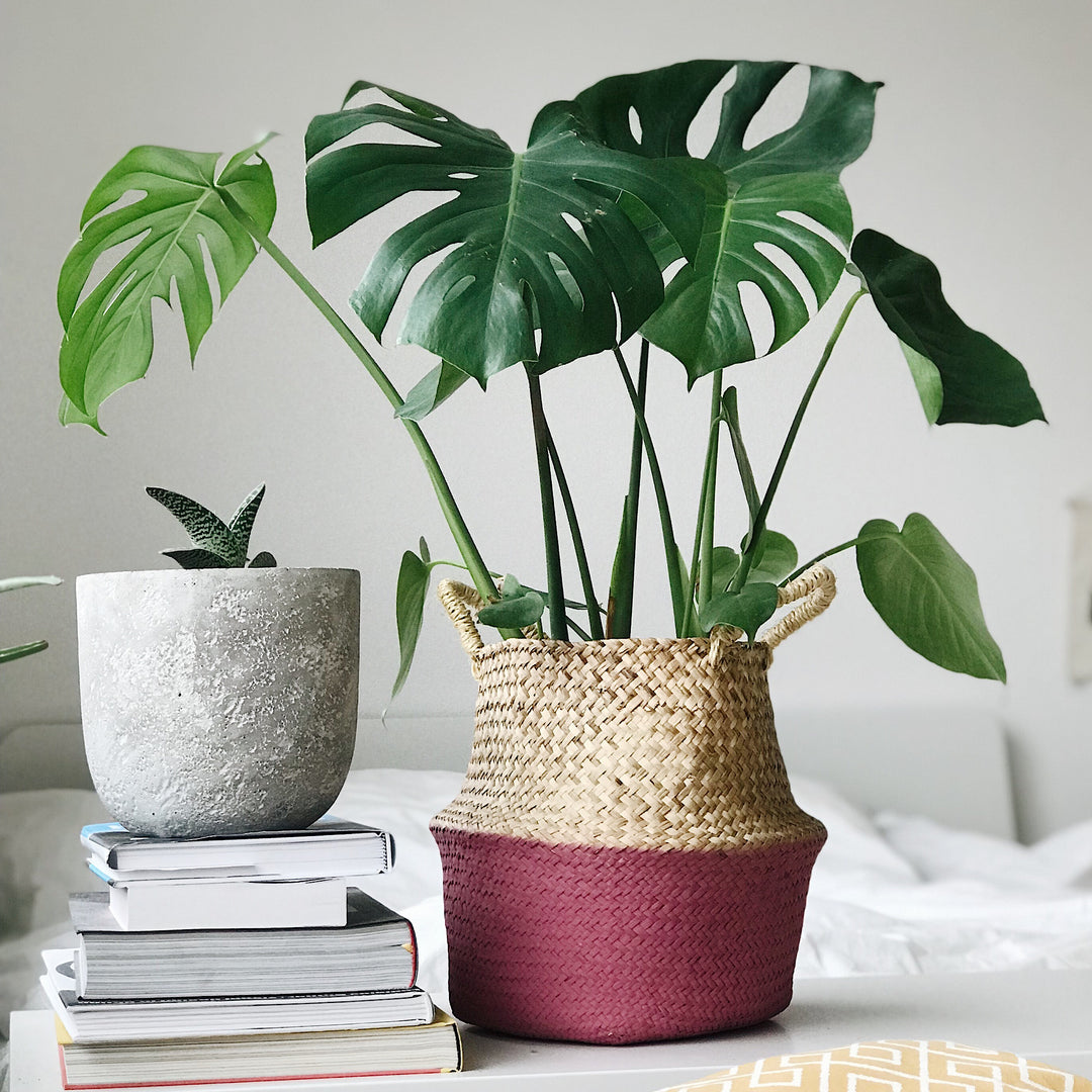 monsterous plant Delicious Monster house plant for sale in Cape Town – Cape Garden Online