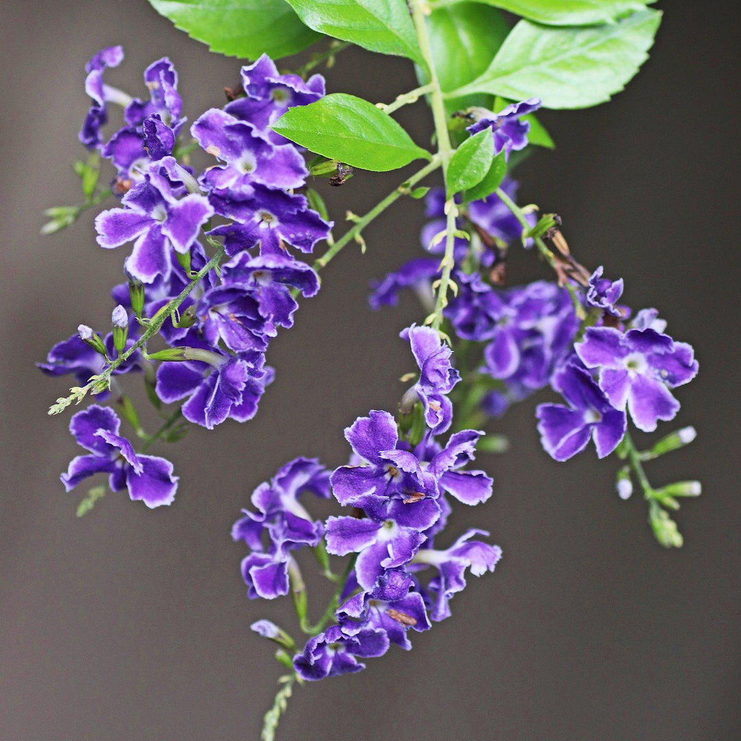 Sarusaruさま専用　KanazawaPOLES 125/30cmパープル Duranta Sapphire Showers Plant in Cape Town – Cape Garden Online
