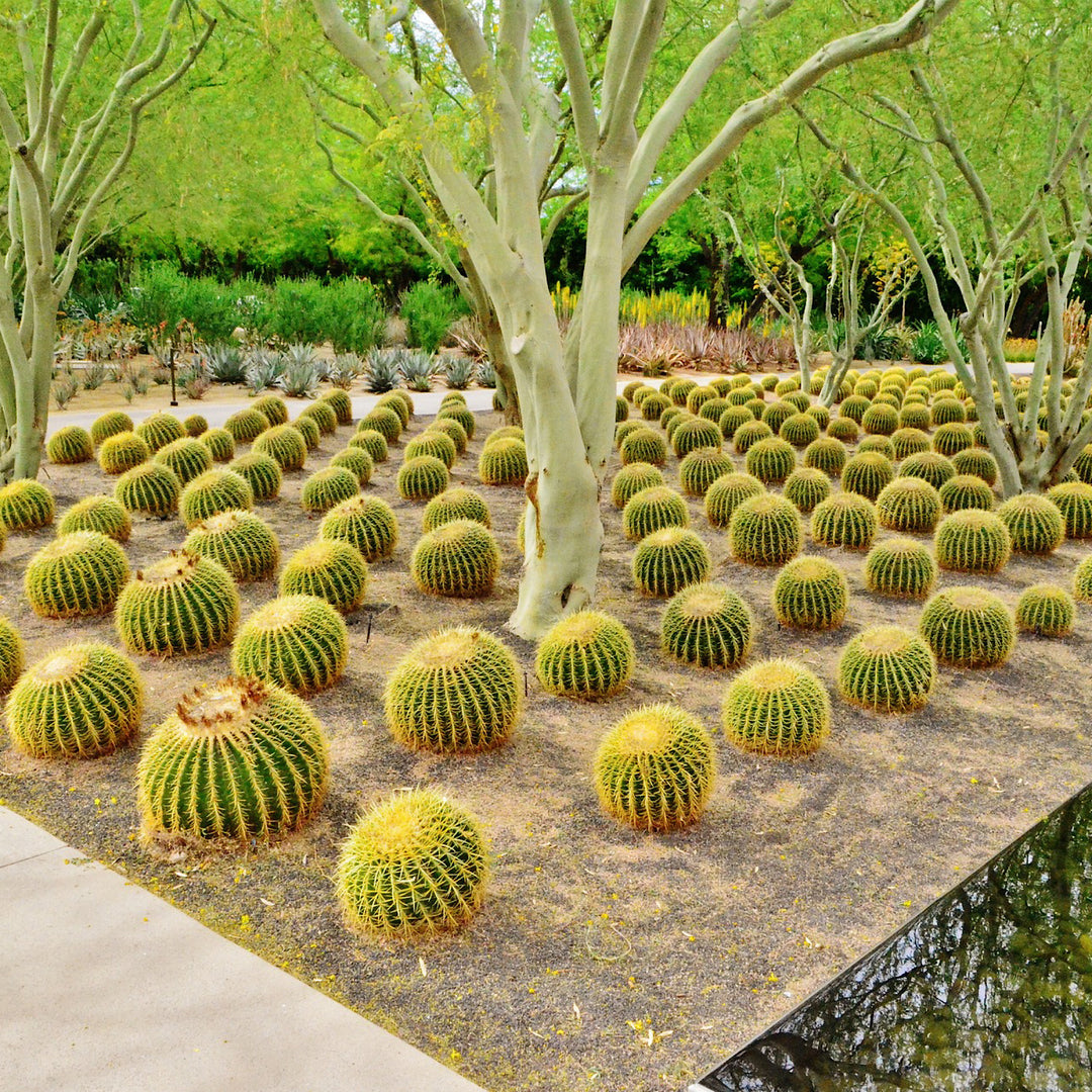 Golden Barrel Cactus Cape Town | Echinocactus Grusonii