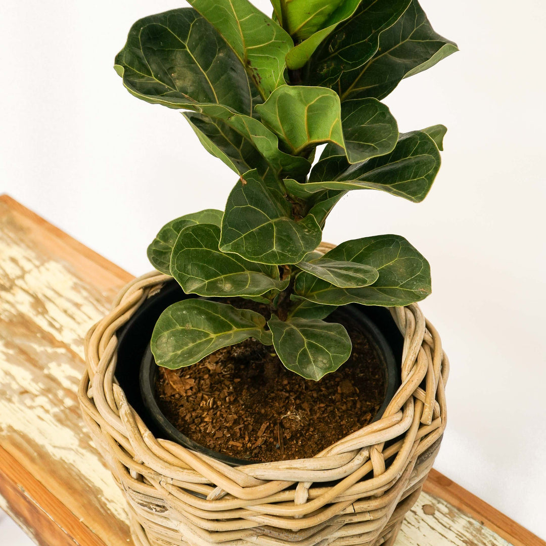 fiddle leaf fig south africa Dwarf Fiddle Leaf Fig