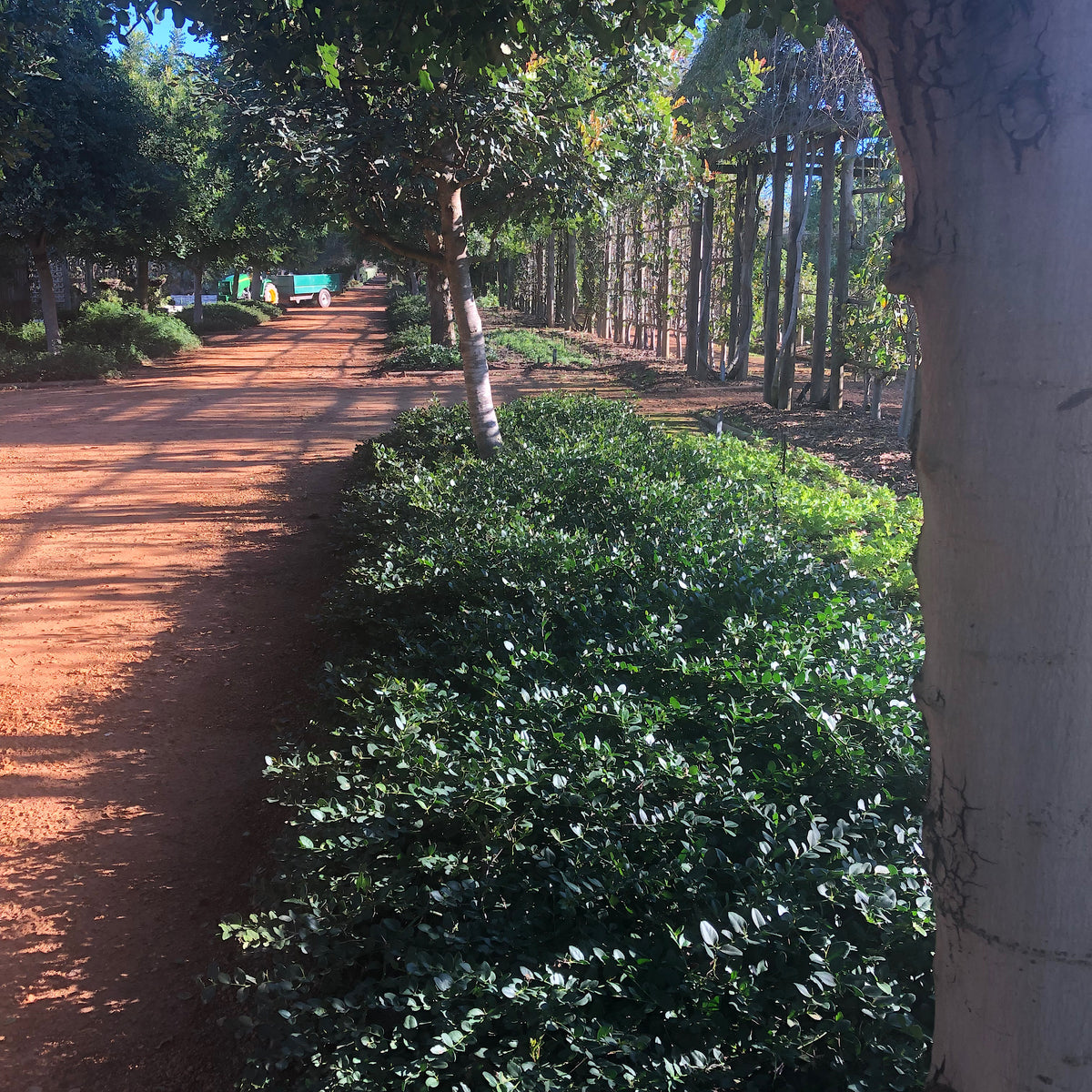 Carissa 'Green Carpet' Dwarf NumNum Cape Garden Online