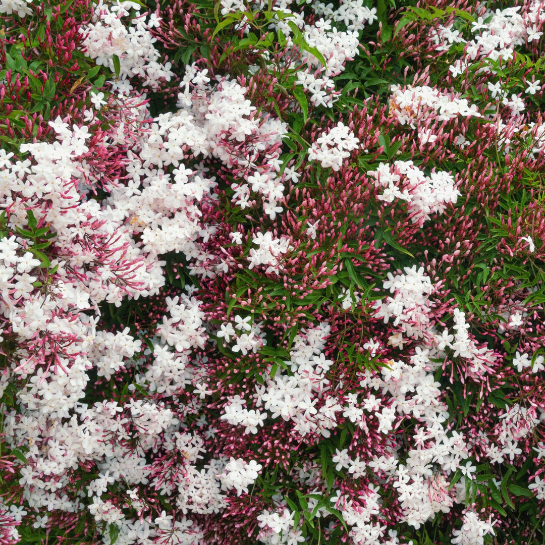 Chinese Jasmine-Fragrant Climber for Sale Cape Town – Cape Garden
