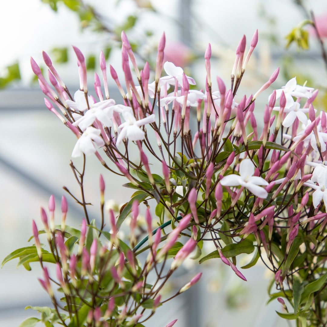 【新品未使用】38-kT THE RICH 最新作 Cape Jasmine Chinese Jasmine-Fragrant Climber for Sale Cape Town – Cape Garden