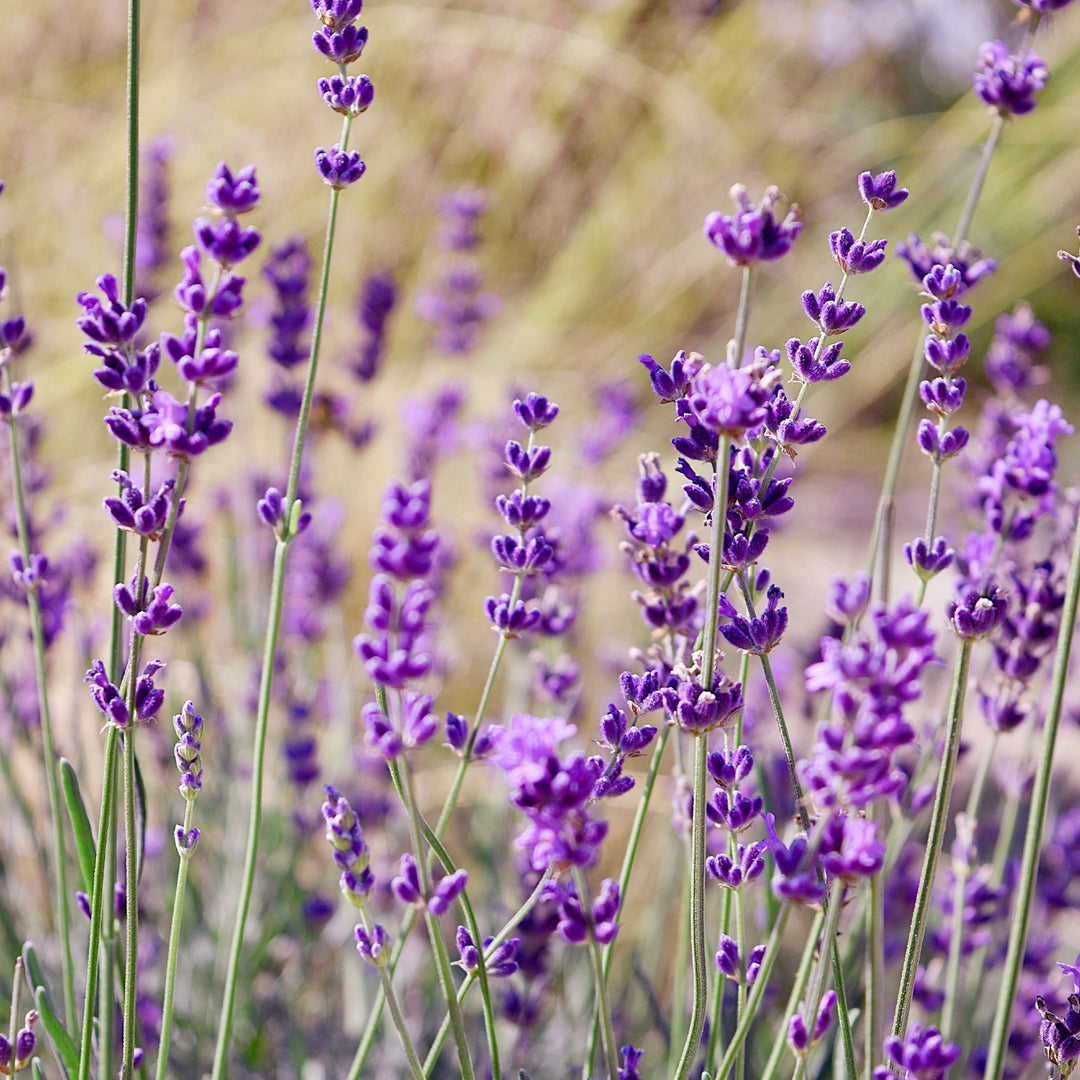 lavender tree south africa Buy Lavender Margaret Roberts