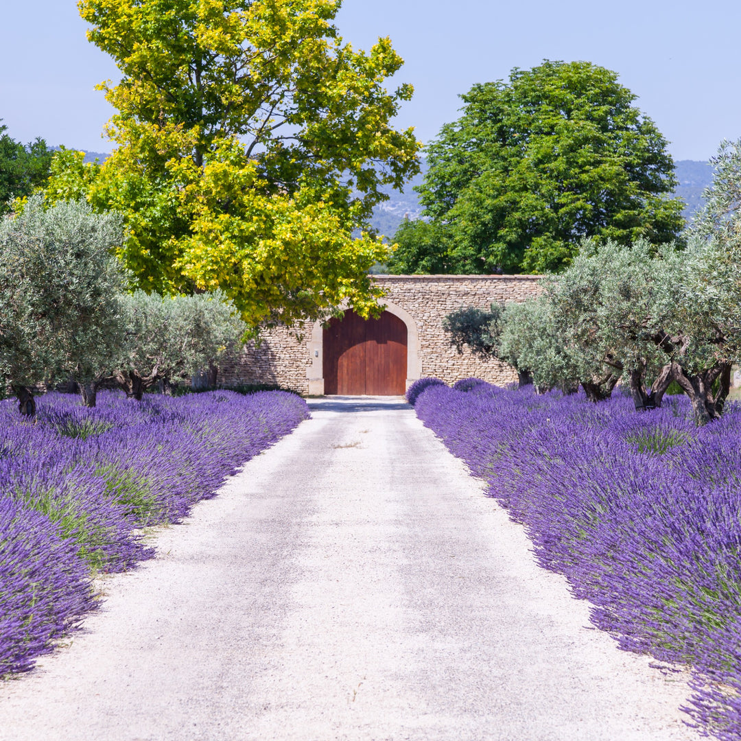lavender tree south africa Buy Lavender Margaret Roberts