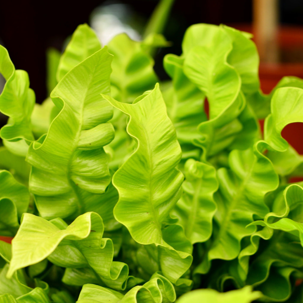 microsorum-punctatum-fern-