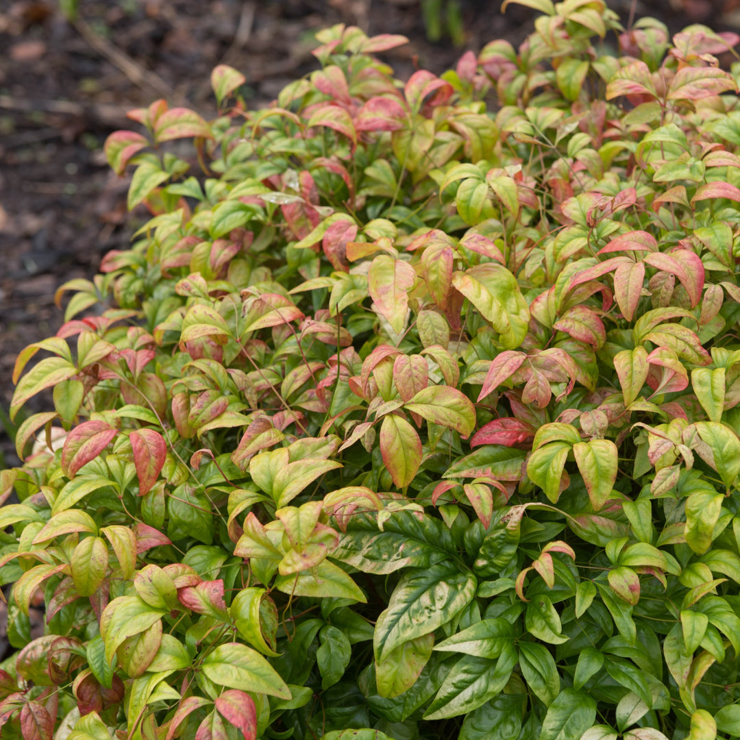 シナリー　BF PF ハルハナ様 Heavenly Bamboo - Nandina Firepower – Cape Garden Online