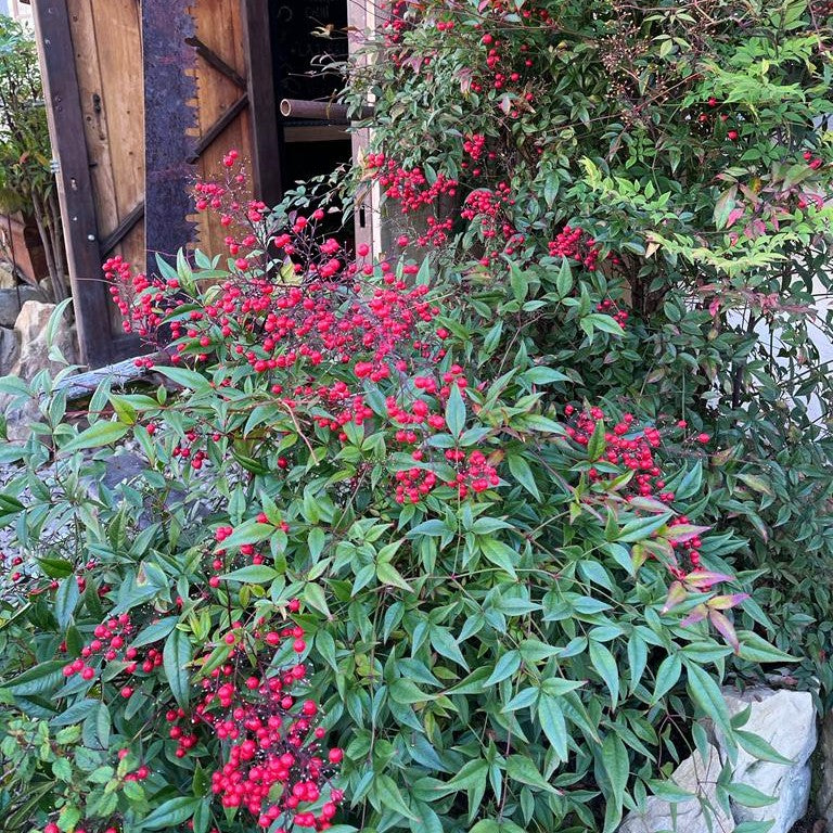 Heavenly Bamboo Nandina - Colorful Evergreen Shrub | Cape Garden