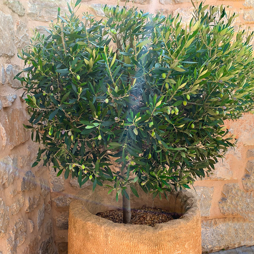 Wild Olive Tree | Olea Africana | Buy Online Western Cape – Cape