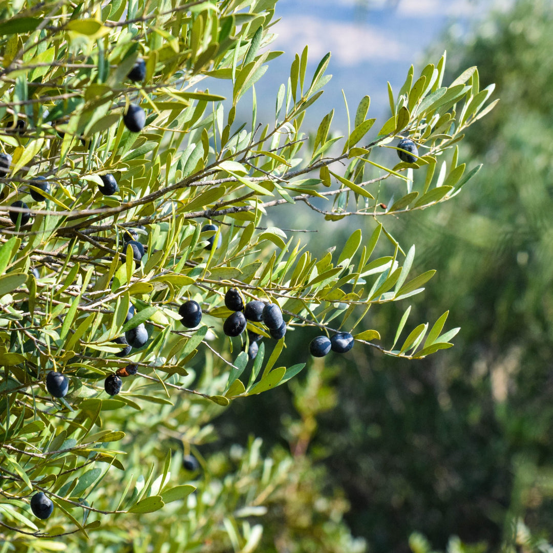 Wild Olive Tree | Olea Africana