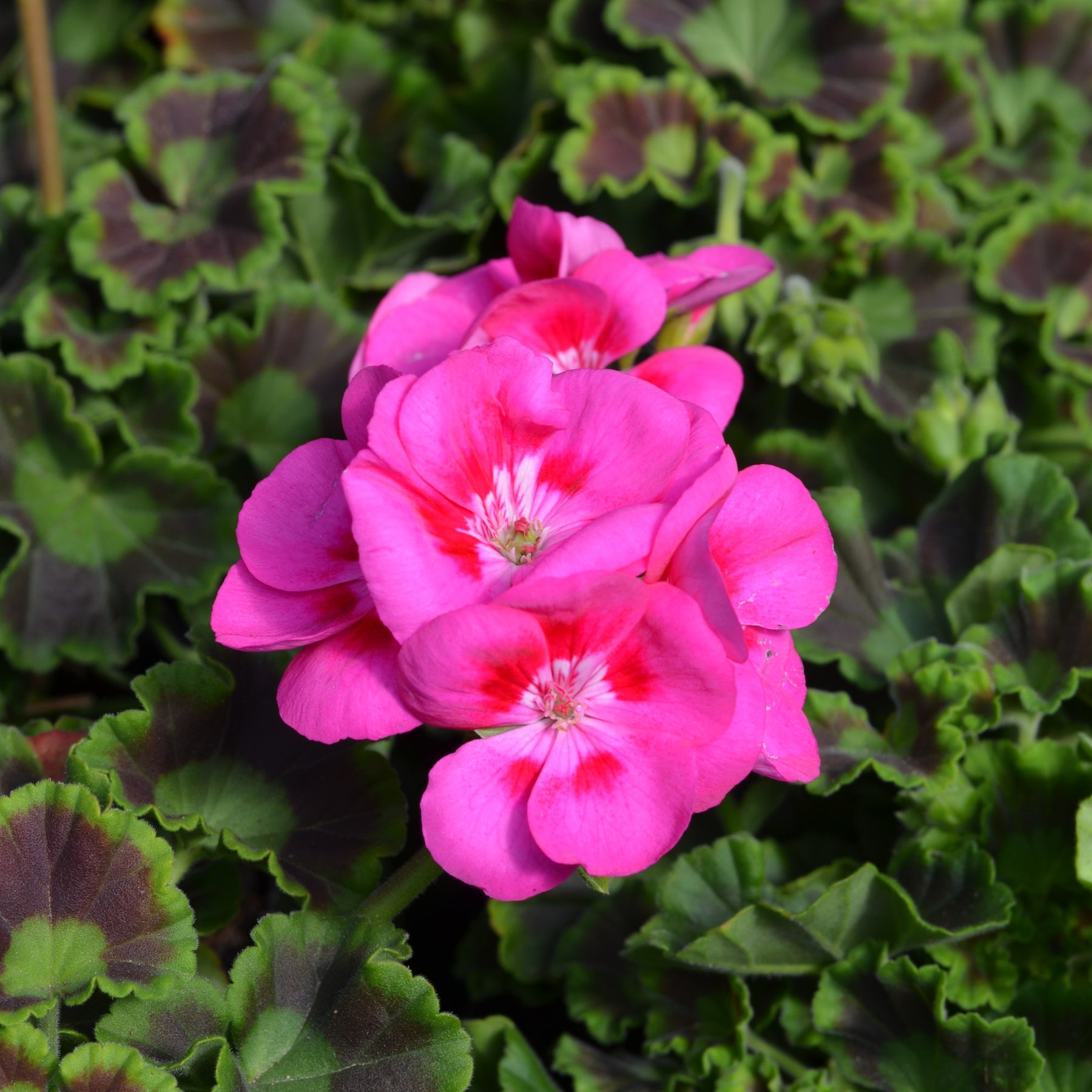 Perennials and Annuals – Page 2 – Cape Garden Online