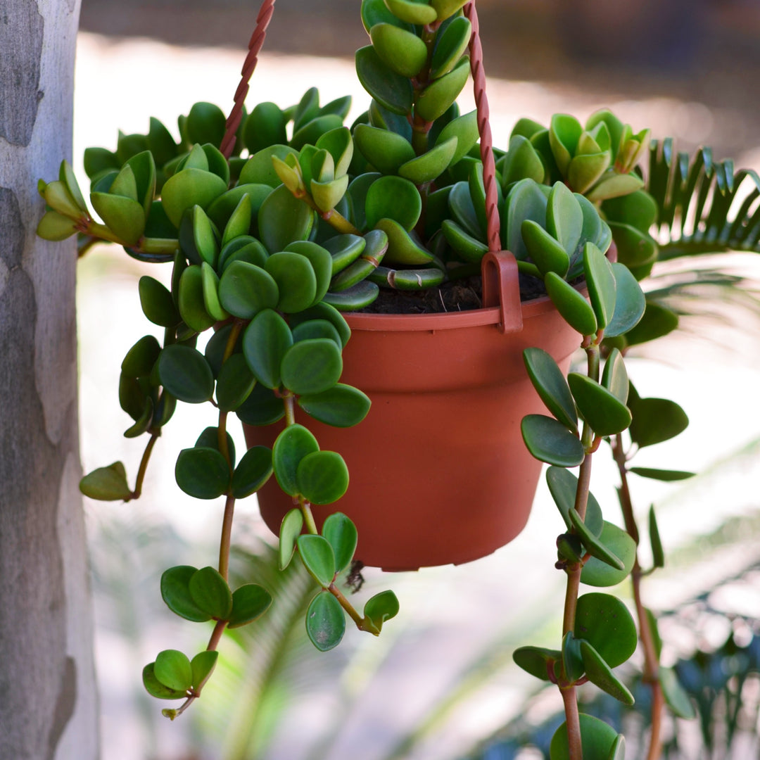 peperomia hanging plant Peperomia Hope Hanging Basket