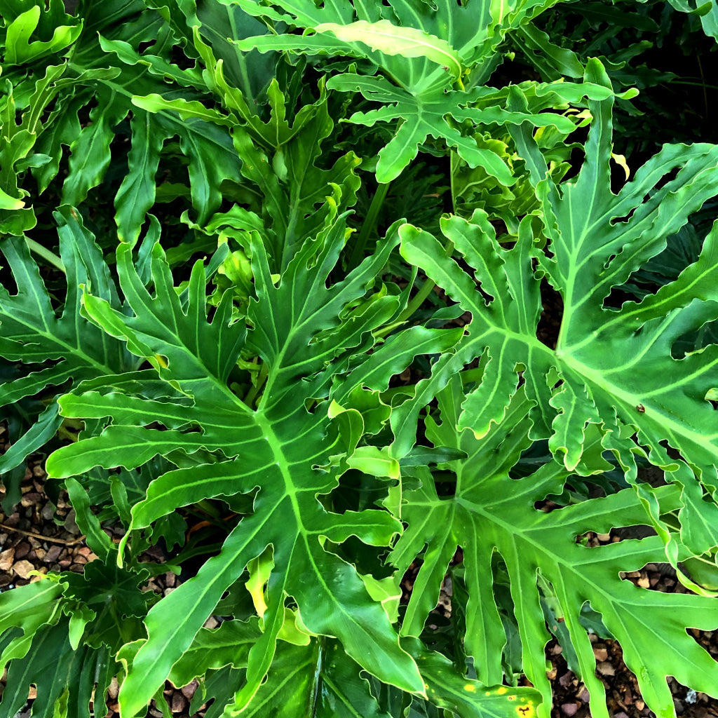 philodendron cape of dreams Philodendron Hope - Large Leaf Indoor Plant