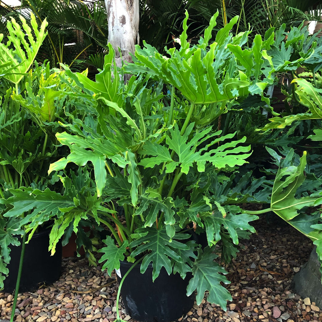 hope philodendron outdoor Philodendron Hope - Large Leaf Indoor Plant