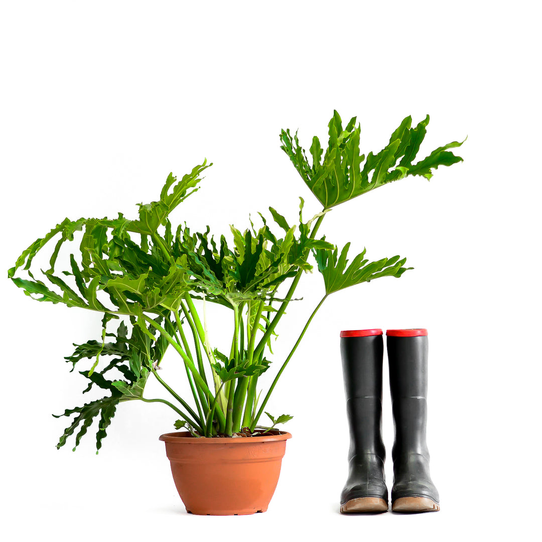 philodendron grow in africa Philodendron Hope - Large Leaf Indoor Plant