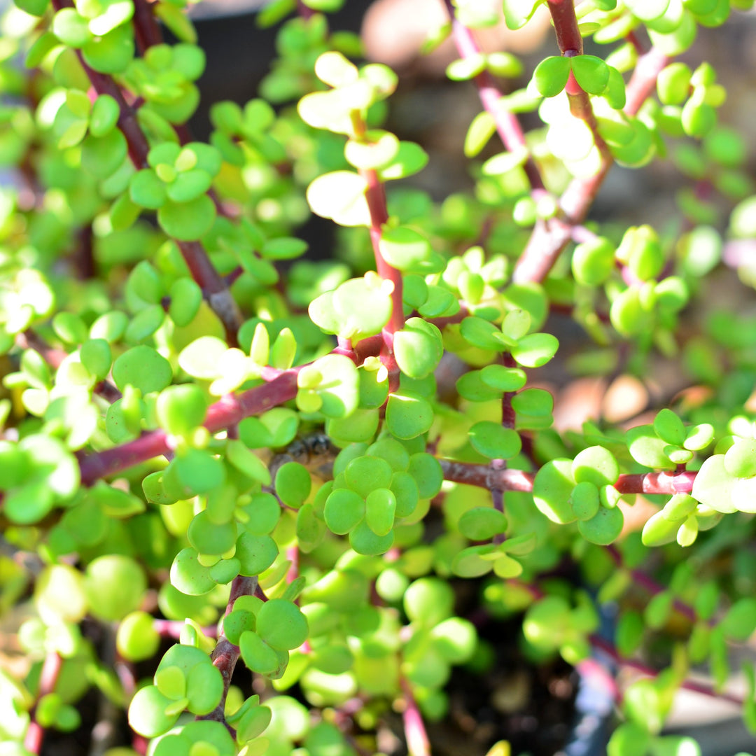 portulacaria afra aurea Yellow Spekboom