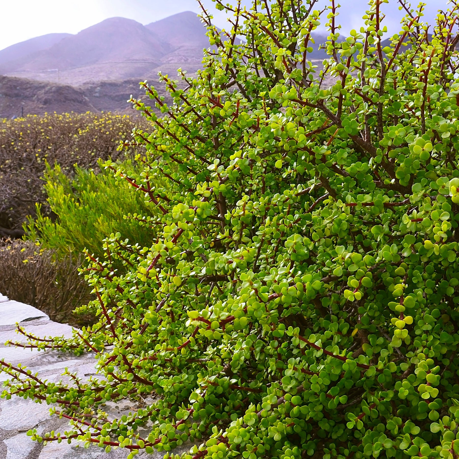 portulacaria afra spekboom Buy Spekboom Grande | Indigenous Carbon Plant