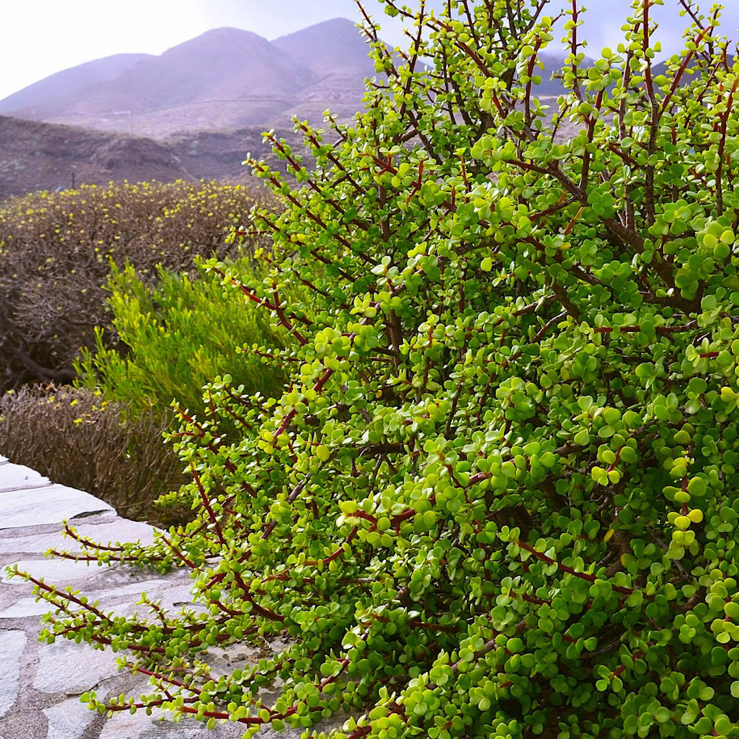 spekboom succulent Buy Spekboom Cape Town | Indigenous Succulent