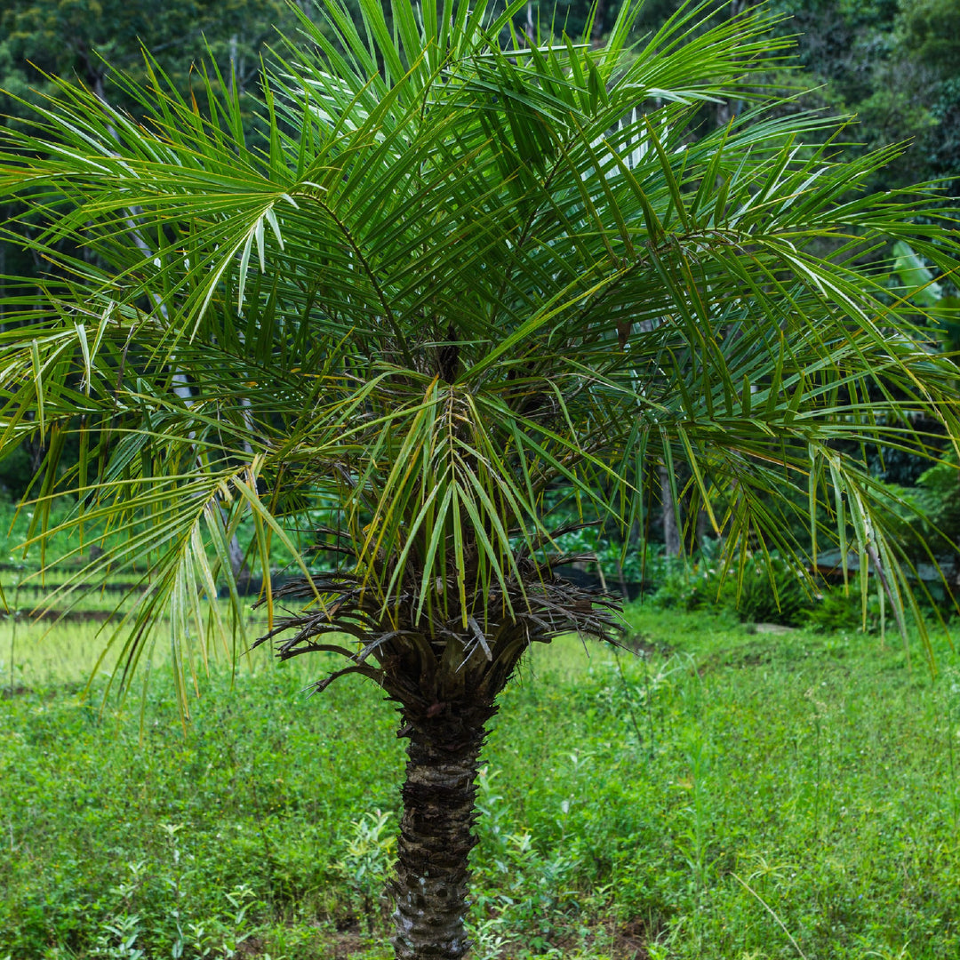 Pygmy Date Palm - Elegant Miniature Palm Tree | Cape Garden – Cape
