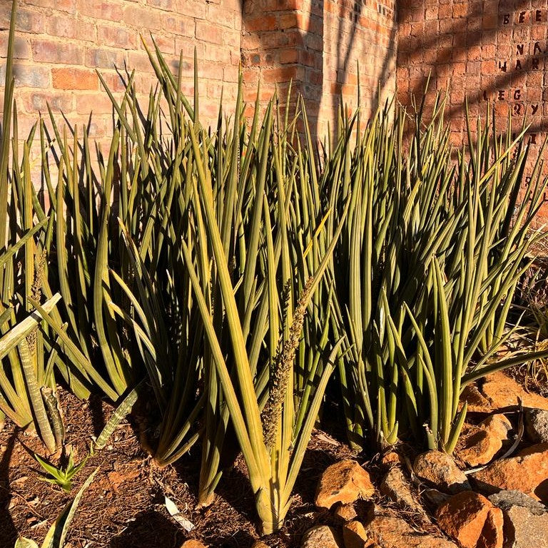 Buy African Spear Sansevieria Cylindrica