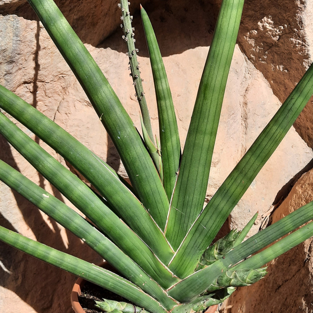 sansevieria cylindrica outdoors Buy African Spear Sansevieria Cylindrica