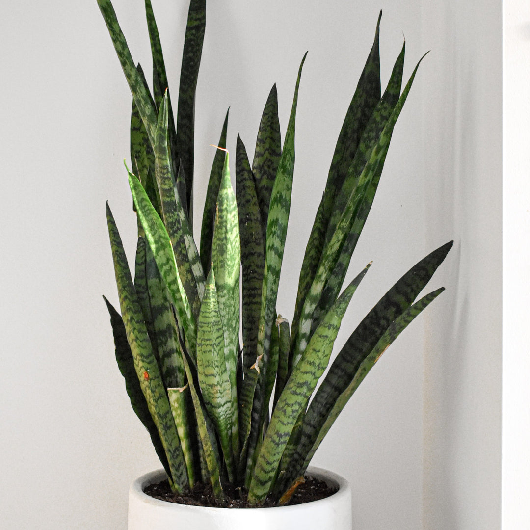 Snake Plant Sansevieria Trifasciata | Drought-Tolerant Cape Town