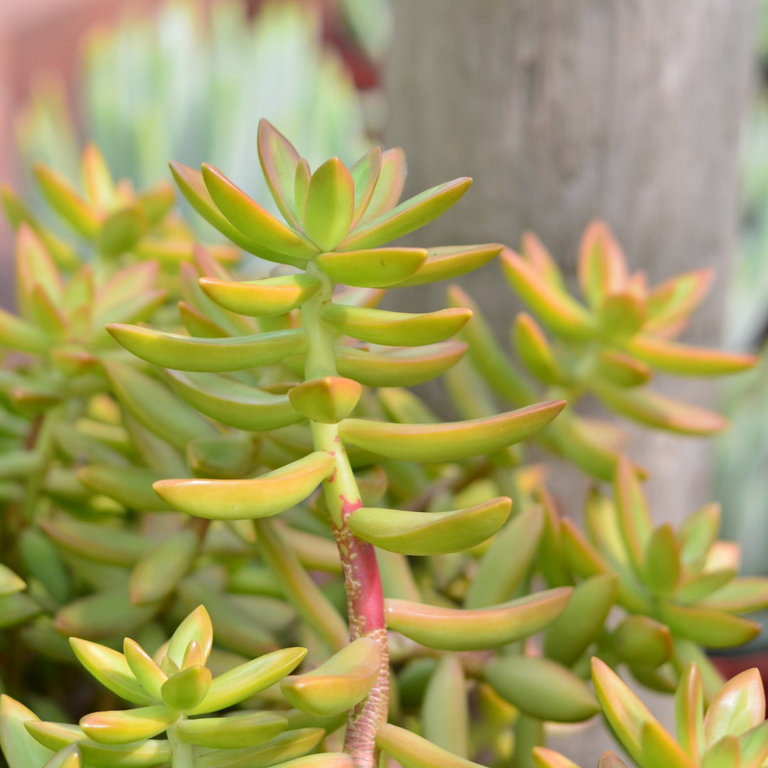 Succulents - Drought Tolerant & Low Maintenance Varieties  Cape Garden  Online
