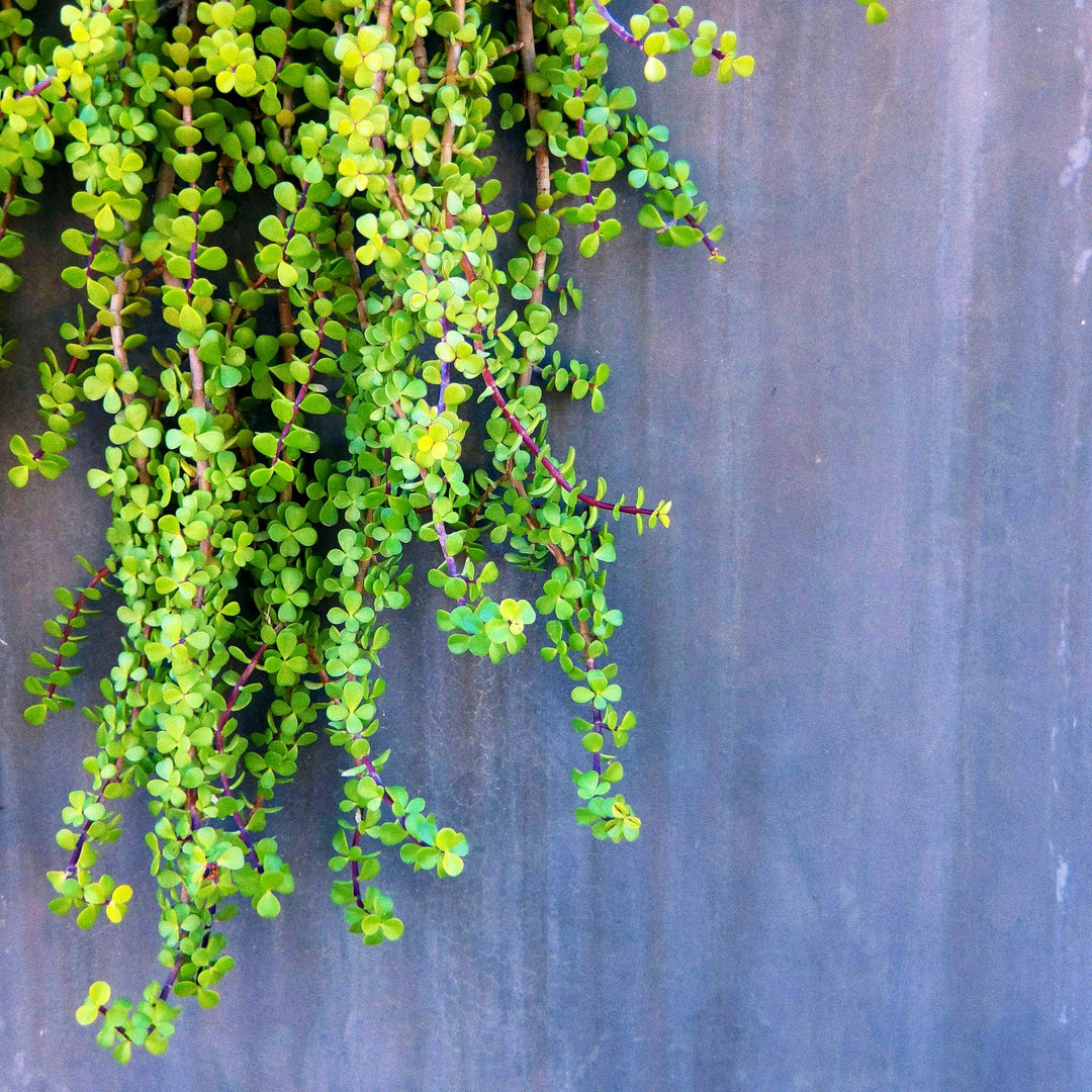 spekboom succulent Buy Spekboom Cape Town | Indigenous Succulent