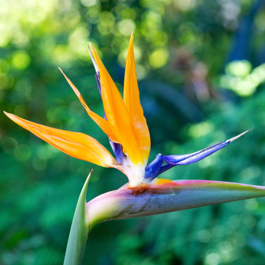 Bird of Paradise Strelitzia - Indigenous Plant | Cape Garden