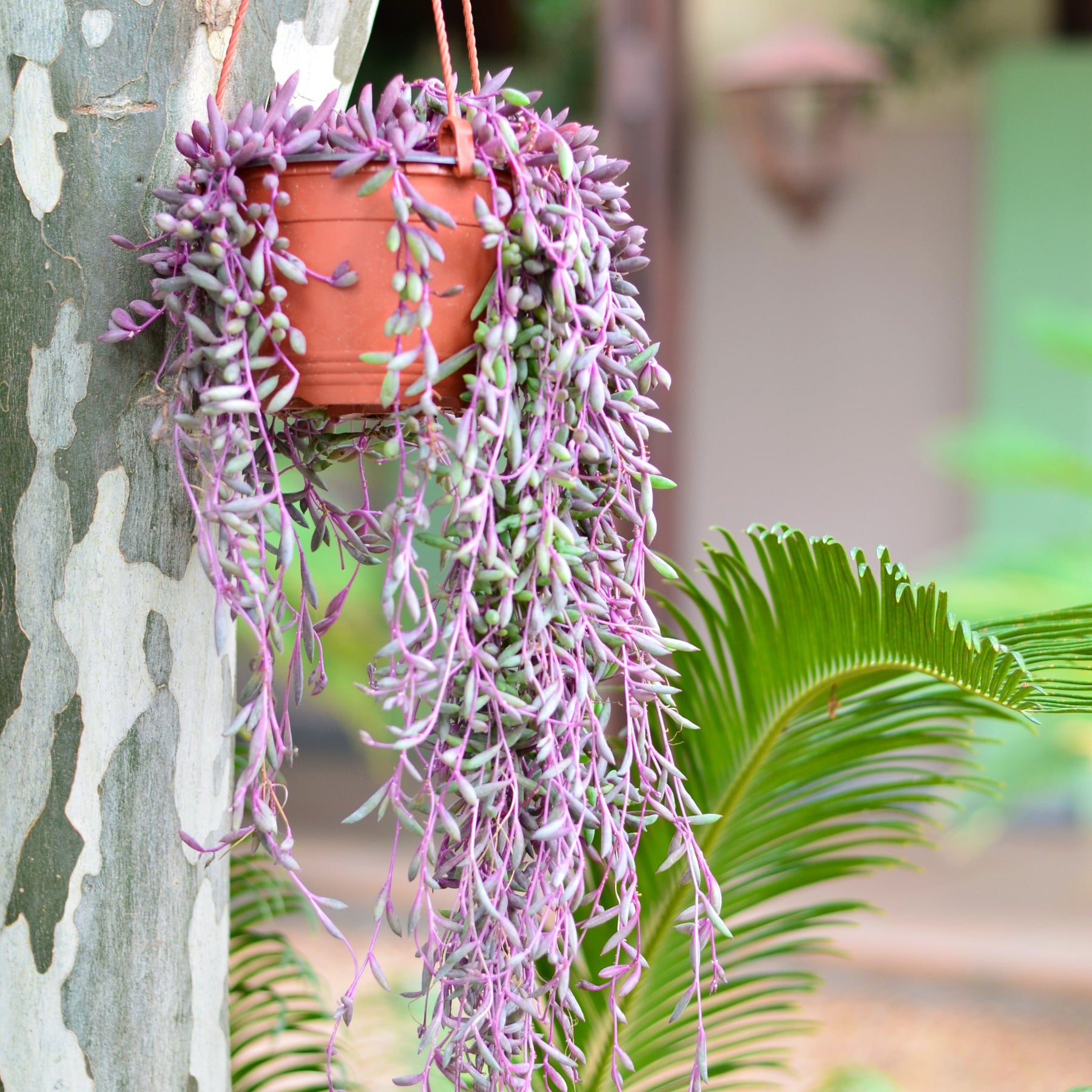 ruby necklace hanging plant String of Rubies Hanging Basket