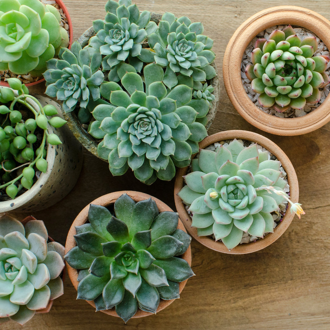 succulents for sale south africa Succulent Assorted Pack Cape Town