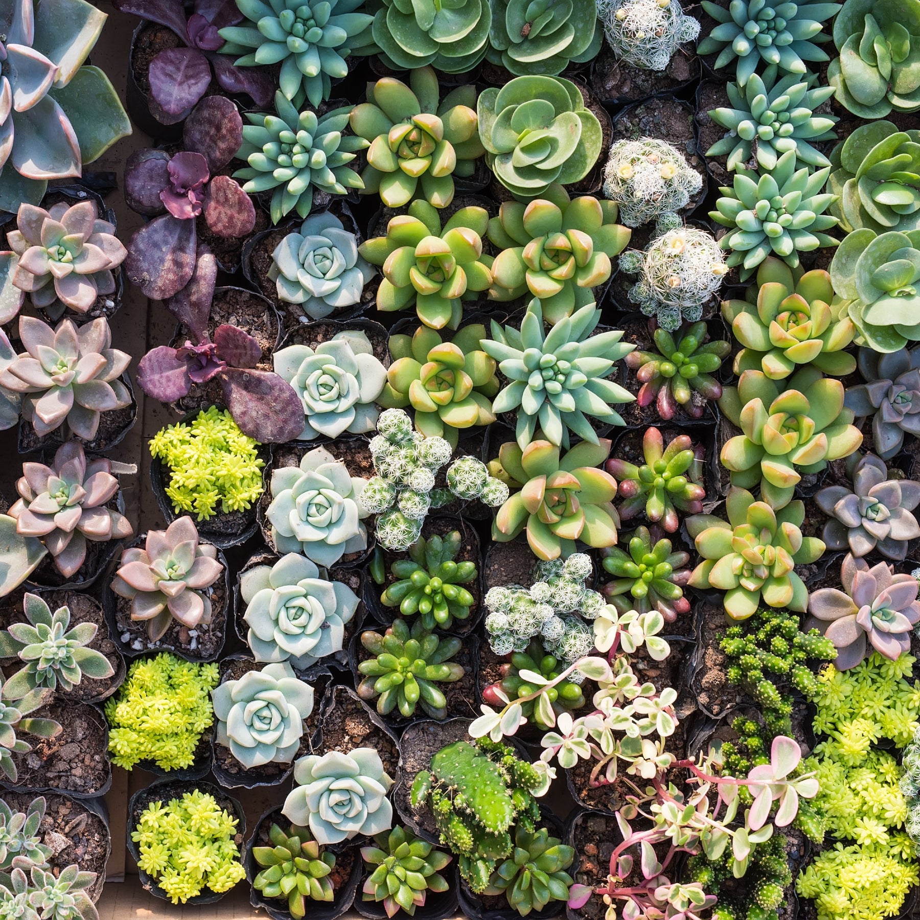 succulents cape town Succulent Assorted Pack Cape Town