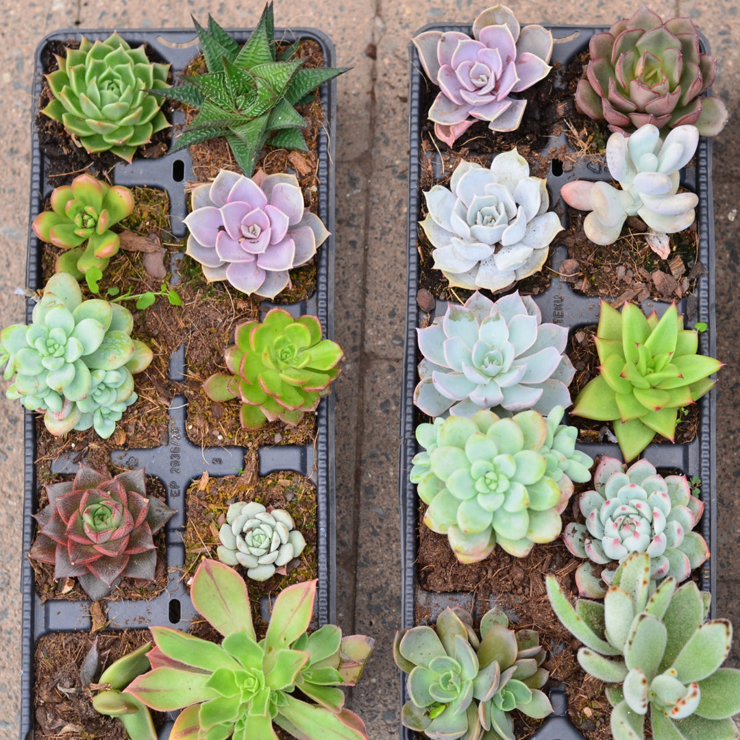 succulents south africa Succulent Assorted Pack Cape Town