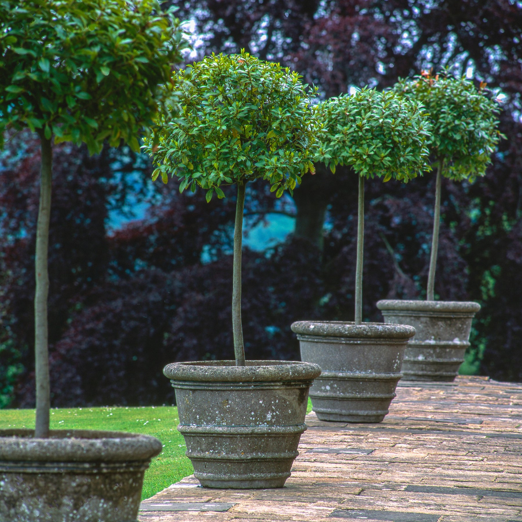 Bush Cherry Tree Brush Cherry Standard - Elegant Topiary Tree | Cape Garden – Cape ...