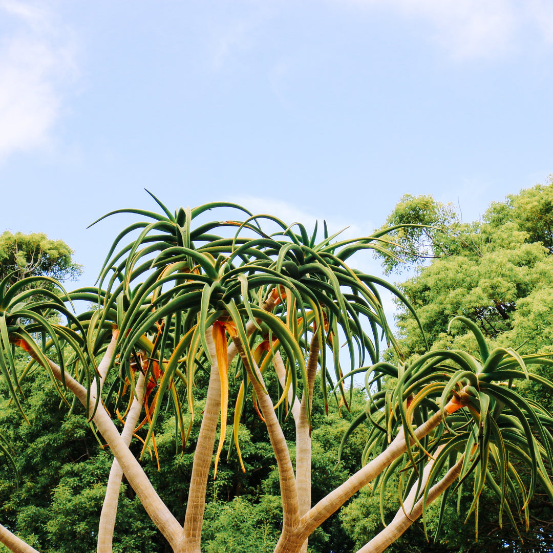 Tree Aloe
