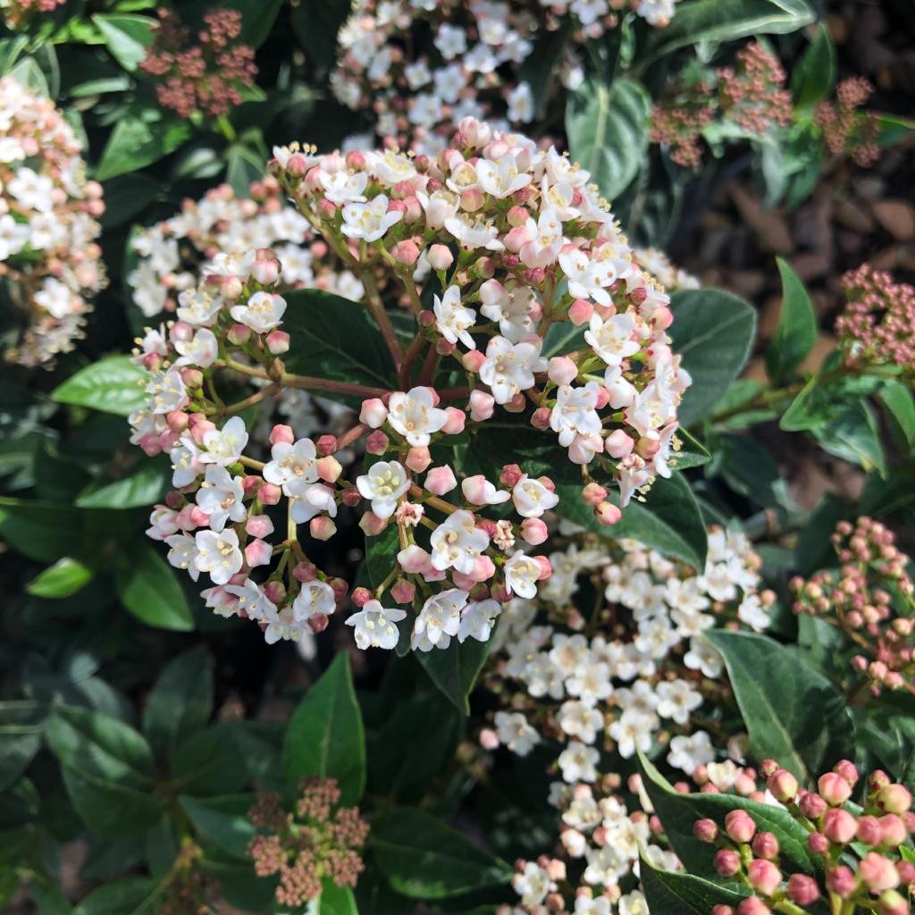 Professional Landscaping Plants Landscaper's Choice – Cape