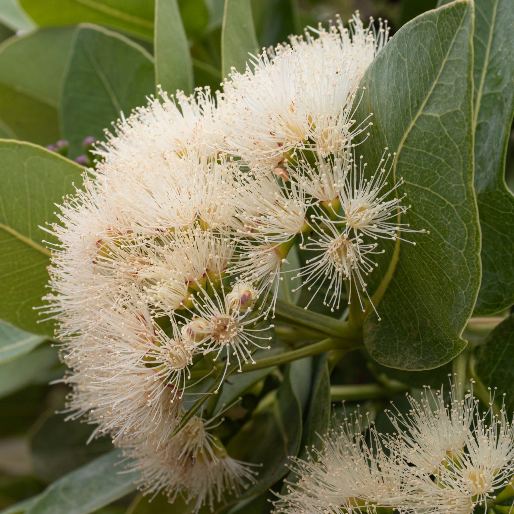 Water Berry - Fast-Growing Indigenous Tree | Cape Garden – Cape Garden ...