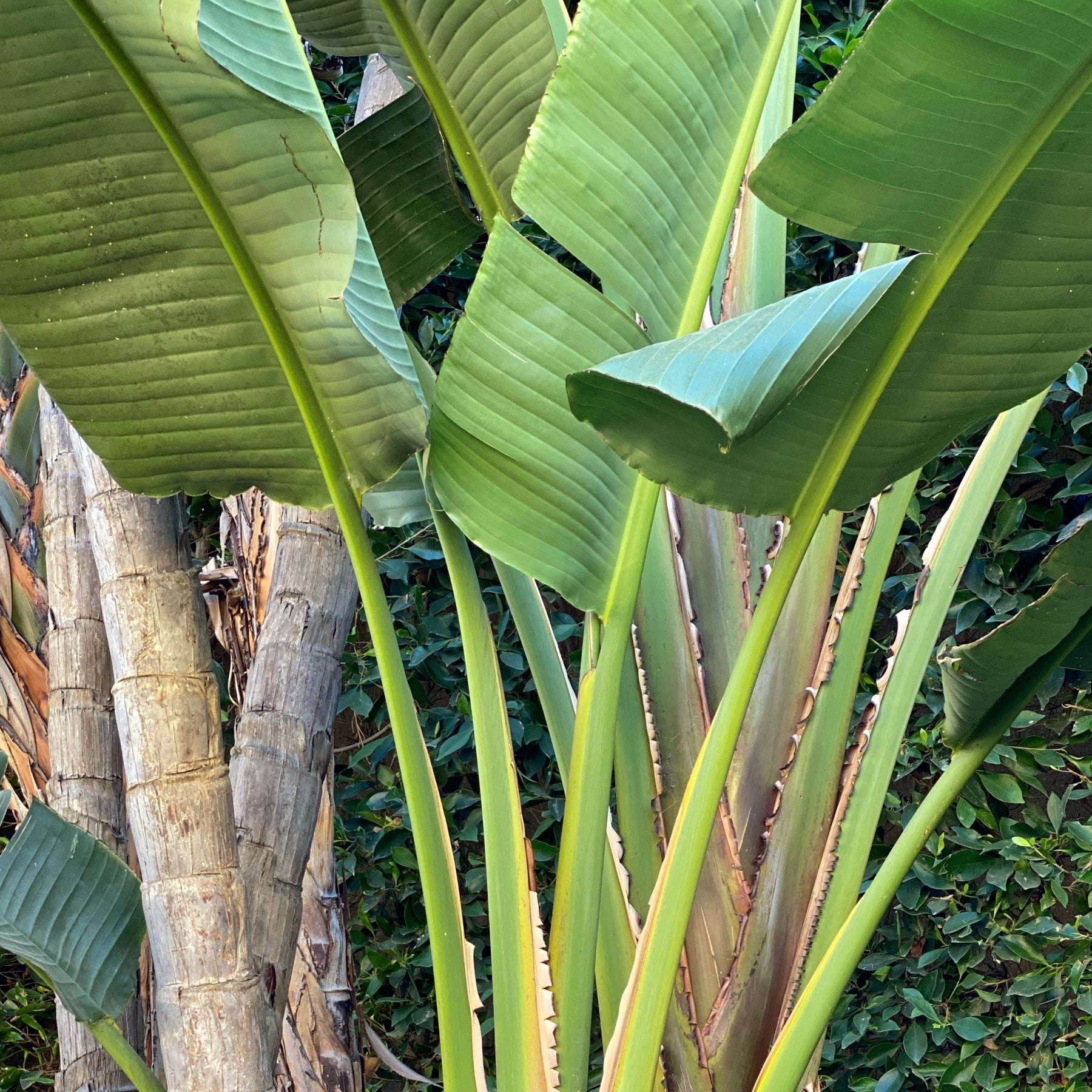Wild Banana Strelitzia Nicolai – Cape Garden Online Wild Banana Strelitzia Nicolai – Cape Garden Online
