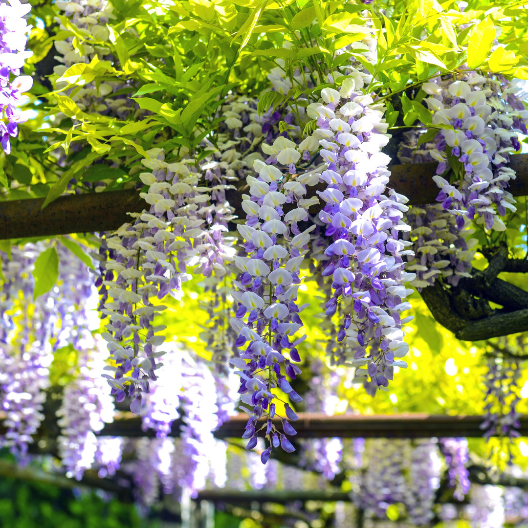 wisteria-sinensis-onlineshop-