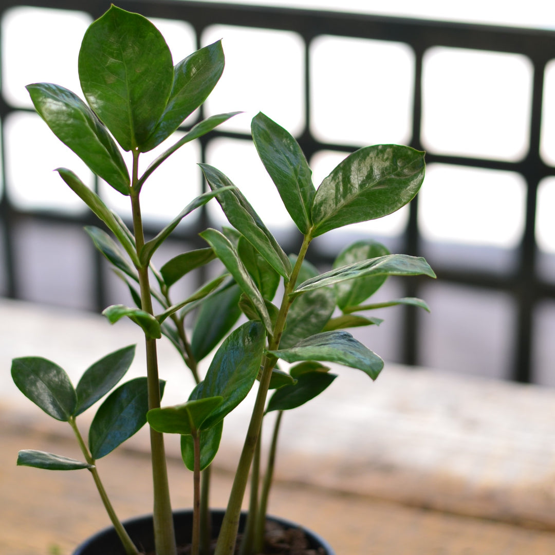 Zanzibar Gem ZZ Plant | Indoor Plant Cape Town & Western Cape